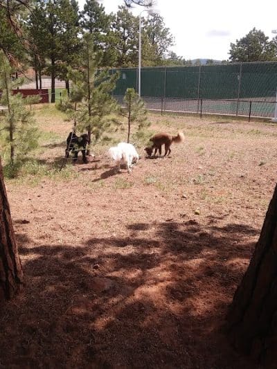 Golden Meadows Dog Park - Woodland Park, CO