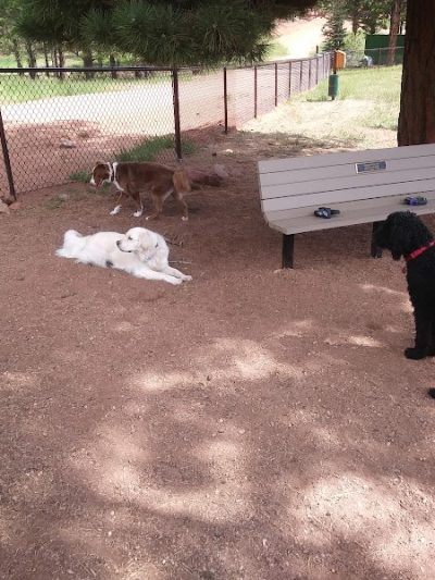 Golden Meadows Dog Park - Woodland Park, CO