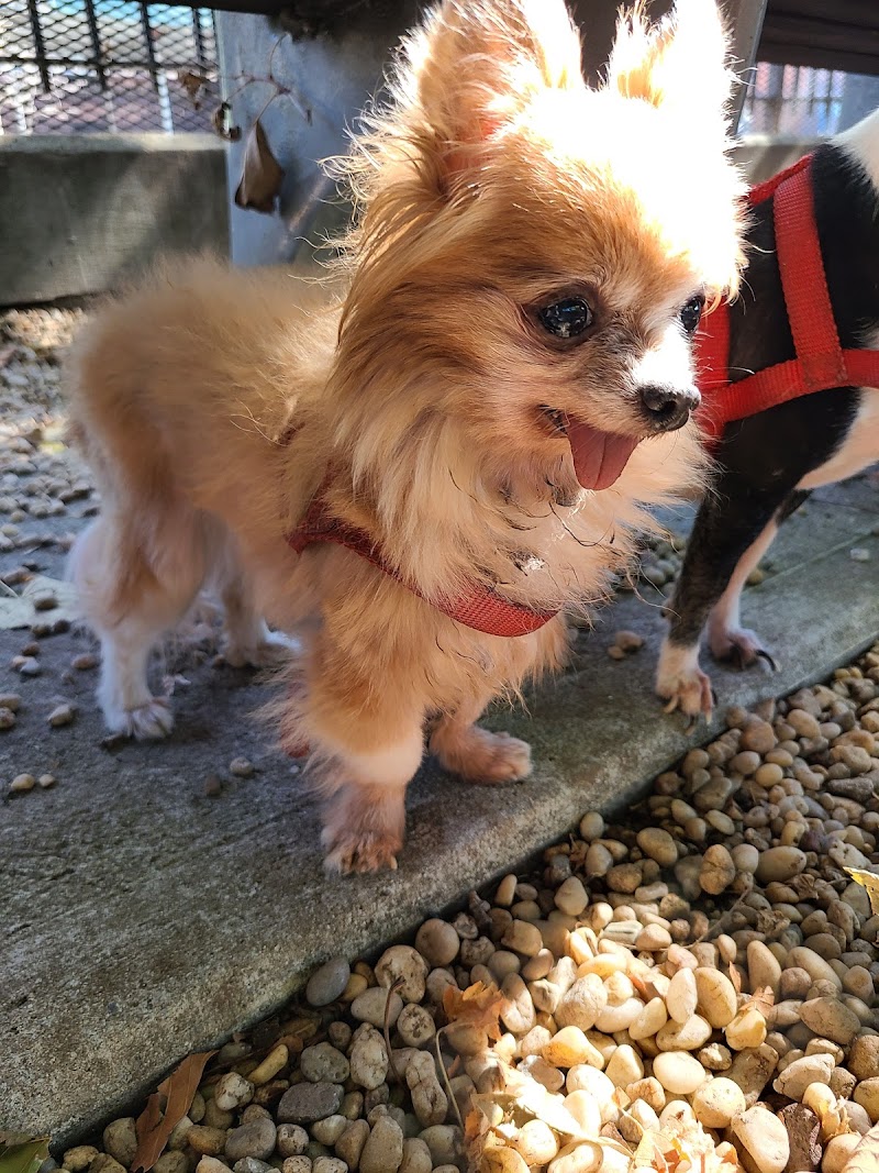 JH Crew Dog Park (Member Only) - Woodside, NY