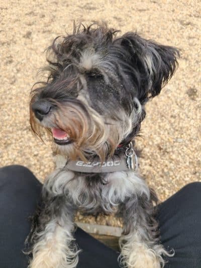 JH Crew Dog Park (Member Only) - Woodside, NY