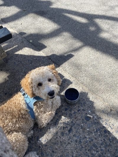 Sherry Dog Run - Woodside, NY