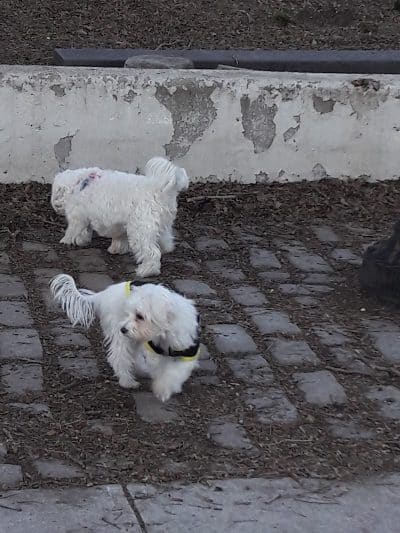 Sherry Dog Run - Woodside, NY