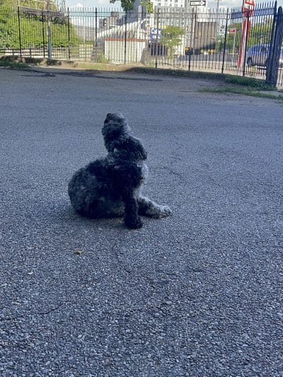 Sherry Dog Run - Woodside, NY