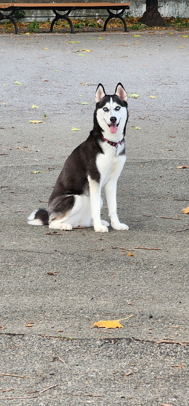 Sherry Dog Run - Woodside, NY