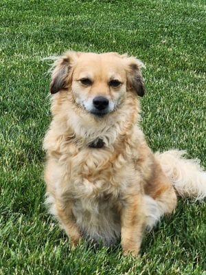 Yelm Dog Park - Yelm, WA