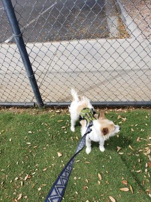 Citizens' Dog Park