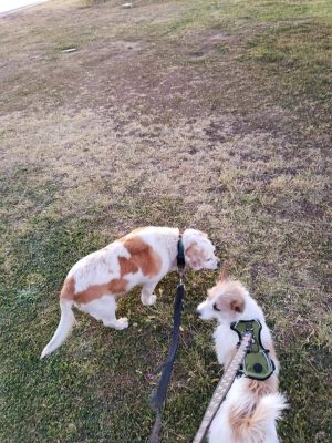 Citizens' Dog Park