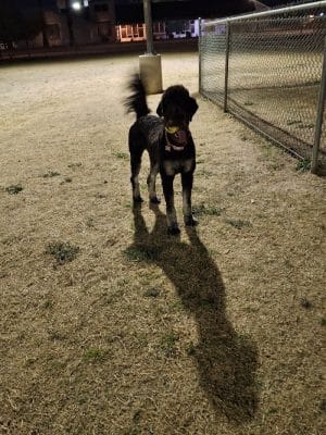 Citizens' Dog Park