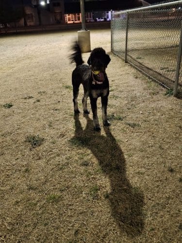 Citizens' Dog Park
