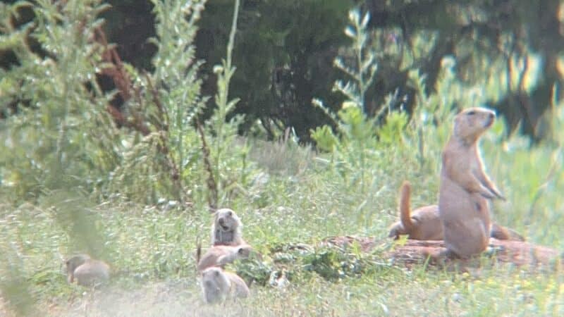 Prairie Dog Field - Yukon, OK
