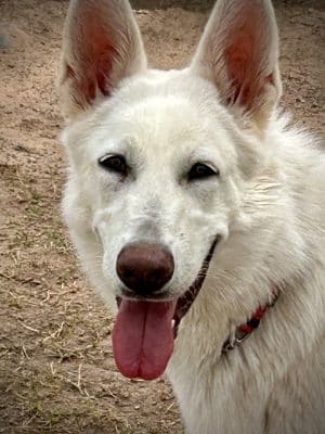 Bark Park