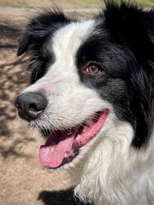 Bark Park