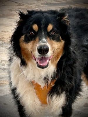 Bark Park