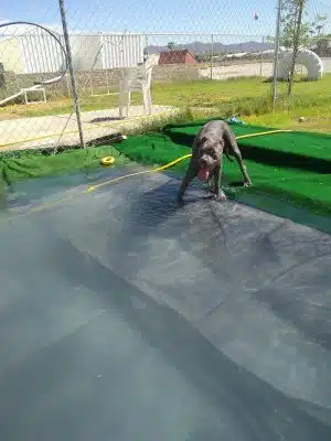 Fortuna Play & Water Dog Park