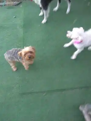 Fortuna Play & Water Dog Park