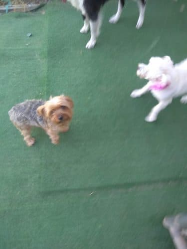 Fortuna Play & Water Dog Park