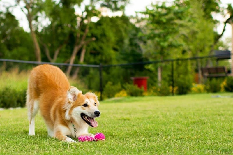 Epperson Playground and Dog Park - Zephyrhills, FL