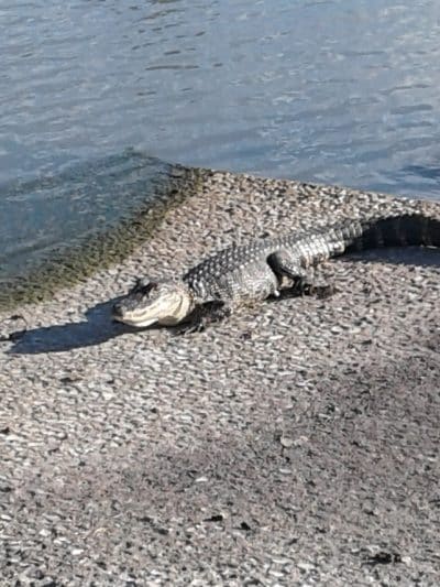 Palm View Gardens RV Resort - Zephyrhills, FL
