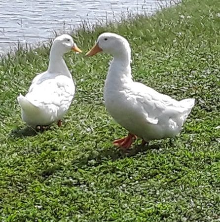 Veterans Memorial Park - Zephyrhills, FL