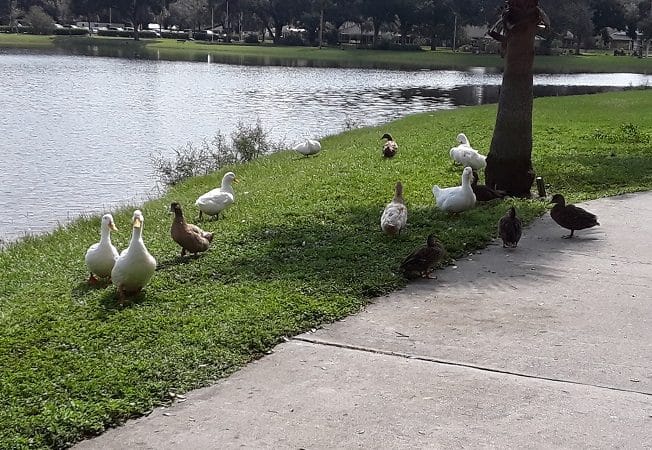 Veterans Memorial Park - Zephyrhills, FL
