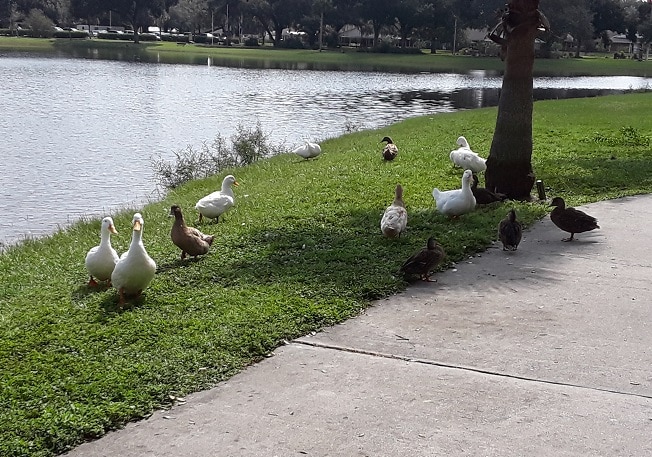 Veterans Memorial Park - Zephyrhills, FL