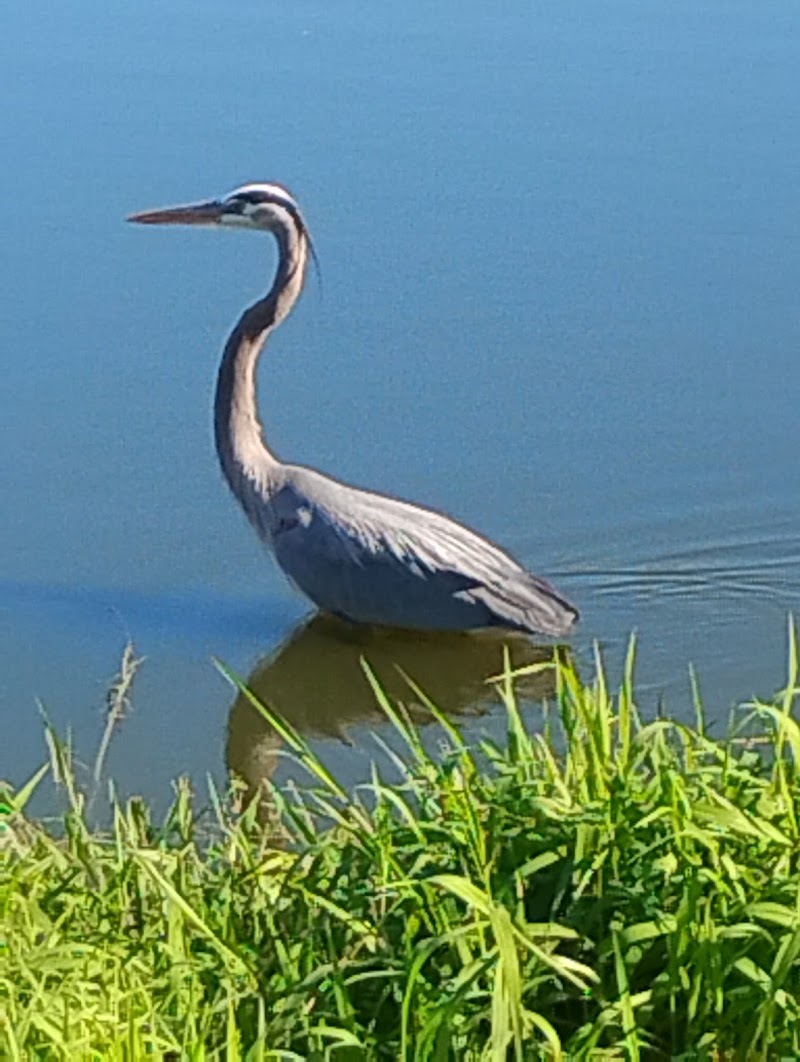 Zephyr Park - Zephyrhills, FL