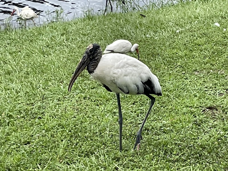 Zephyr Park - Zephyrhills, FL