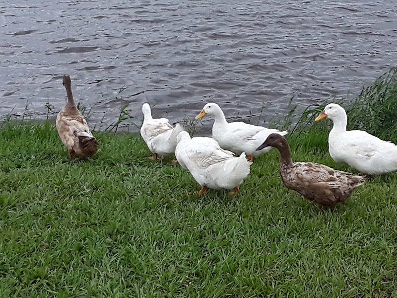 Zephyr Park - Zephyrhills, FL