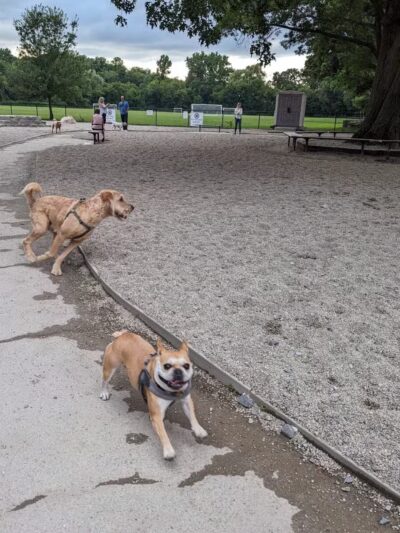 Thorndike Field Park - Arlington, MA