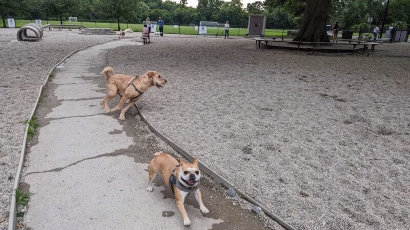 Thorndike Field Park - Arlington, MA