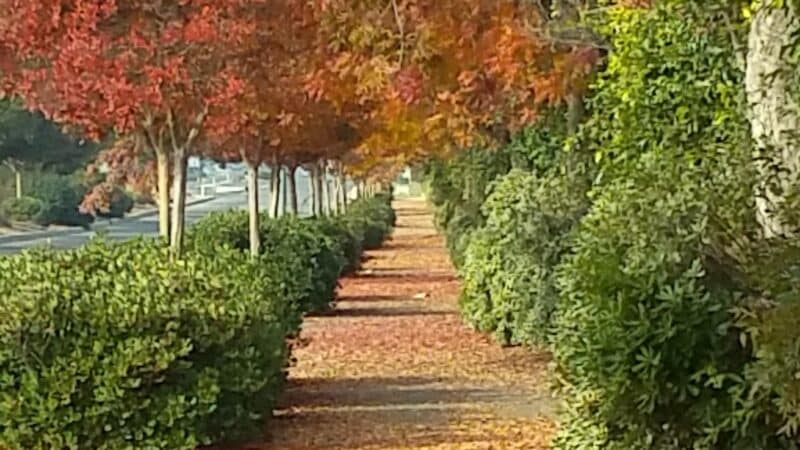 Joan Faul Park - Atwater, CA