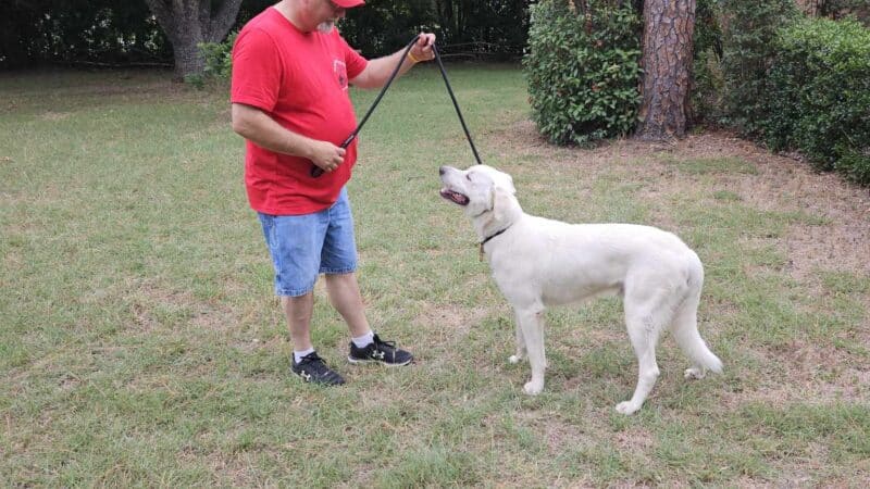 Paws for Christ K-9 Training - Azle, TX