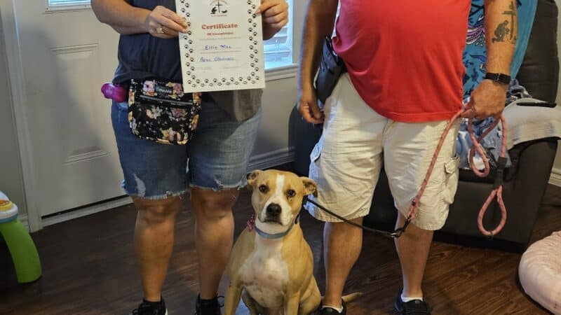 Paws for Christ K-9 Training - Azle, TX