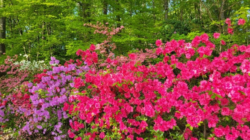 Reynolds Memorial Park - Bedford, VA