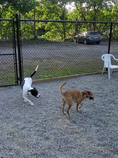 Bergenfield Dog Park - Bergenfield, NJ