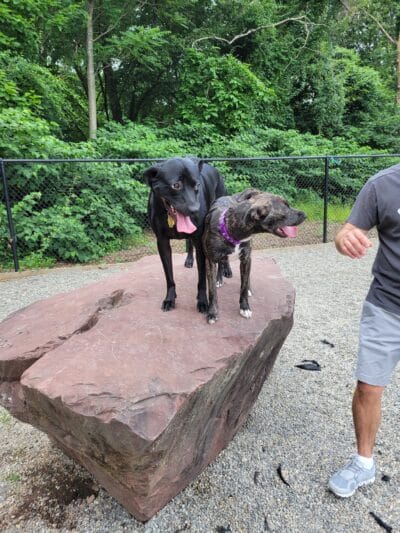 Bergenfield Dog Park - Bergenfield, NJ