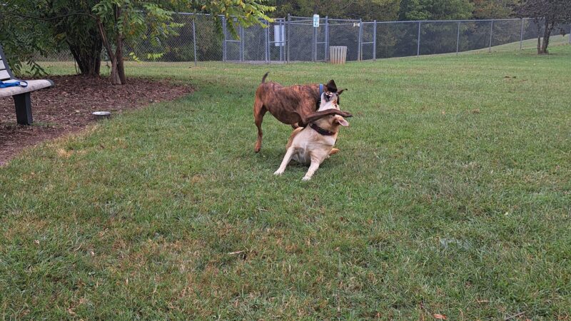 Dog Park - Bristol, TN