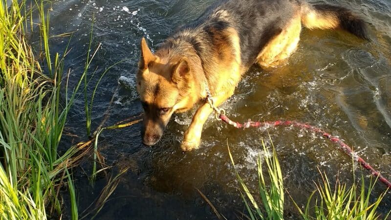 Skyline Dog Park/ Kids Fishing Pond - Butte, MT