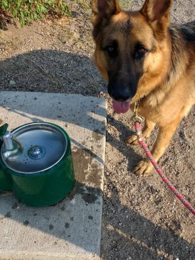 Skyline Dog Park/ Kids Fishing Pond - Butte, MT