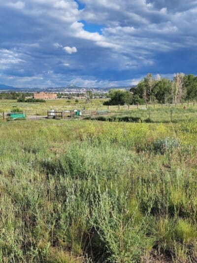 Skyline Dog Park/ Kids Fishing Pond - Butte, MT
