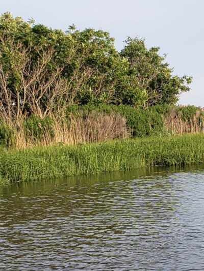 Hackensack Meadowlands Conservation and Wildlife Area - Carlstadt, NJ