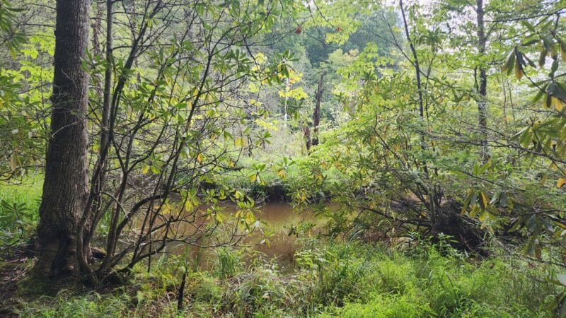 Bark Camp Recreation Area - Coeburn, VA