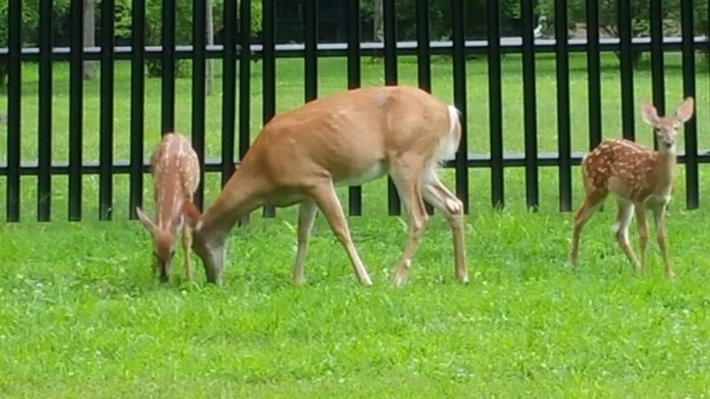 Artesian Fields County Park - Elmwood Park, NJ