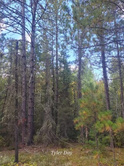 Dry Lake Loop Trailhead - Ely, MN