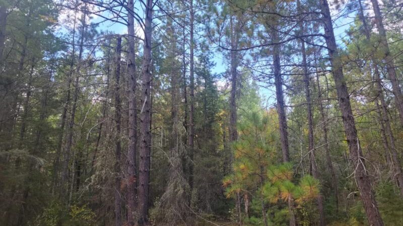 Dry Lake Loop Trailhead - Ely, MN