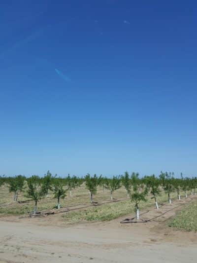 Shadowood Park - Escalon, CA