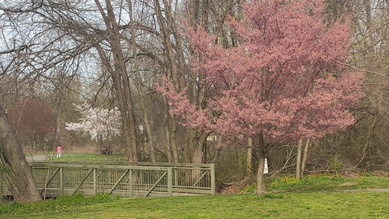 Saddle river county park- fairlawn area - Fair Lawn, NJ