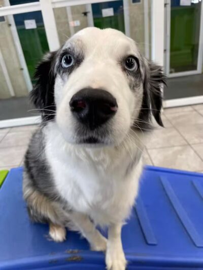 Hounds Town USA Farmingdale - Farmingdale, NY