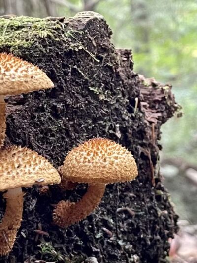 Parker Pond Headland Preserve - Fayette, ME