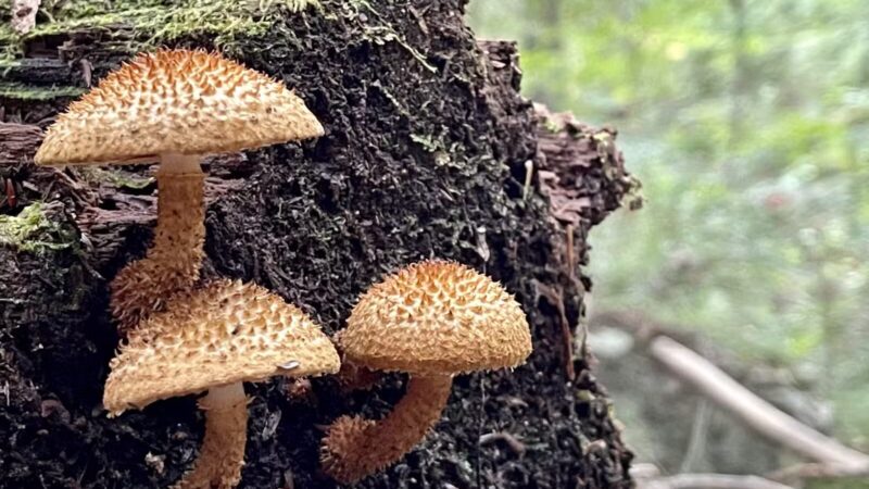 Parker Pond Headland Preserve - Fayette, ME